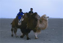 Two boys on camels ride through a desert