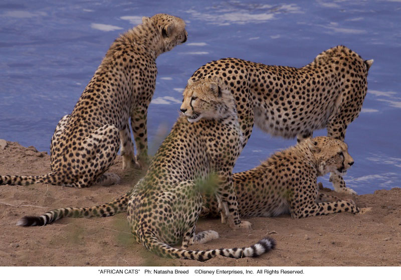 A group of cheetahs sitting by water