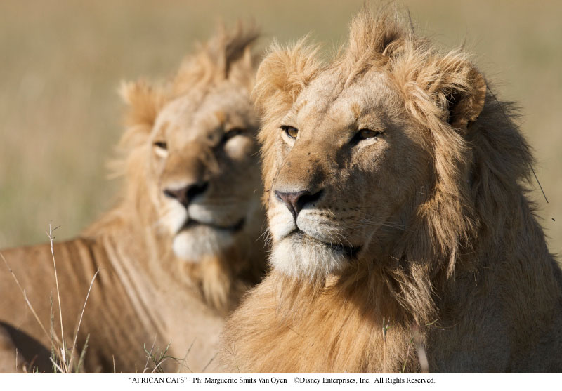 A close up of a lion with another lion the in background