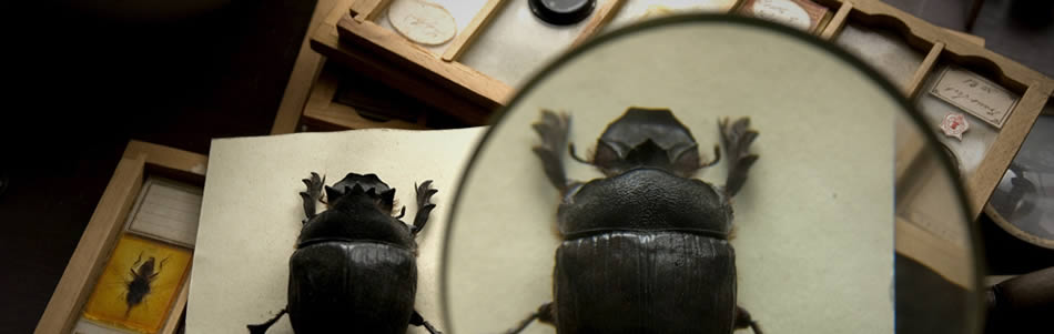 Beetle seen through magnifying glass and other specimens on a table.