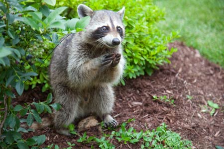 a close-up shot of a raccoon, sitting in front of a hedge. It looks like it is rubbing its paws together and smiling!