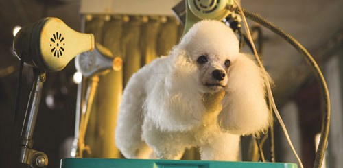A still image from the film of a poodle getting its hair dried by a hair drying invention