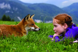 Still profile of a fox lying on the grass looking at a girl