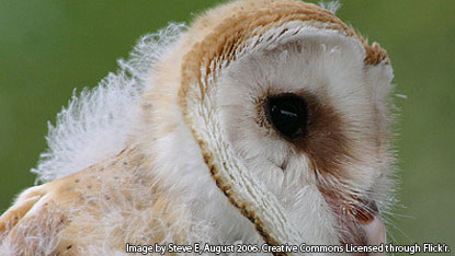 Photo of an Owl