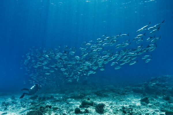 A diver with a school of fish