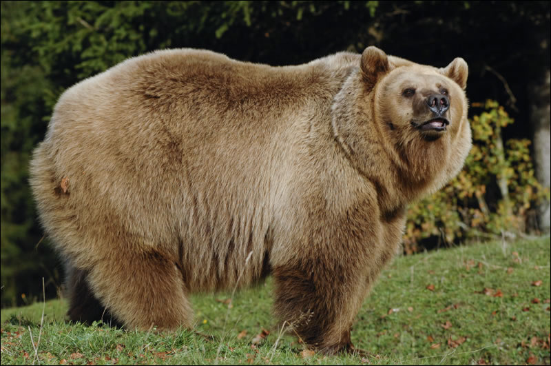 Still from the film, showing the Bear, seen in profile