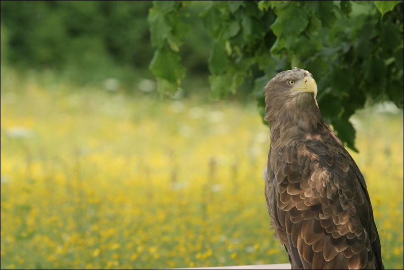 Still from the film, showing the Hawk, perched on the edge of a field of buttercups