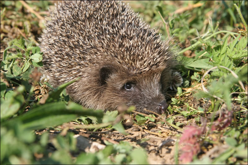 Still from the film, showing the Hedgehog