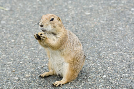 A chipmunk sits on the tarmac, looking at the camera and clutching a piece of food in its paws.