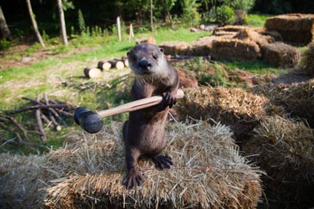 An angry-looking otter stands on a bale of hay. In its hands, it is clutching a mallet. Behind him is a stream in which logs are floating.