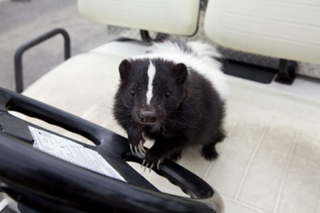 High angle, close-up shot of a skunk, looking up at the camera whilst it holds onto the steering wheel of a car.