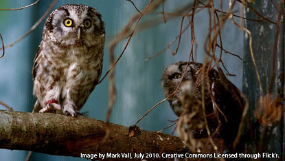 Photo of a barn Owl