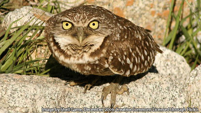 Photo of a barn Owl