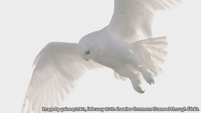 Photo of a barn Owl