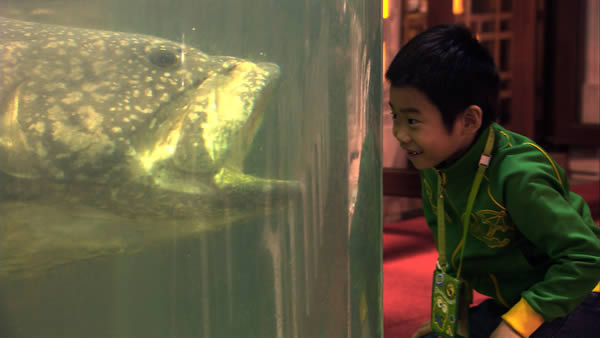 Young boy looks at a large tropical fish in a restaurant tank