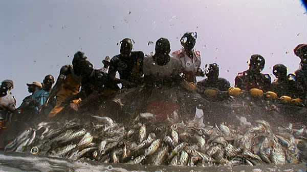 Senegalese fishermen bringing in a catch